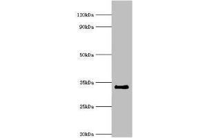 RAD1 antibody  (AA 1-282)
