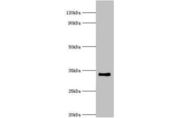 RAD1 抗体  (AA 1-282)