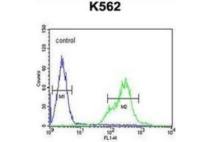 anti-Potassium Voltage-Gated Channel, Subfamily H (Eag-Related), Member 4 (KCNH4) (AA 70-100), (N-Term) antibody
