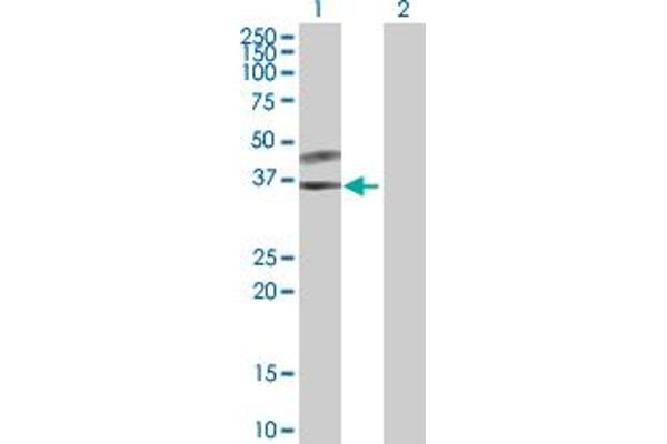 SPSB3 anticorps  (AA 1-355)