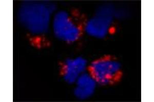 Image no. 2 for anti-Toll-Like Receptor 9 (TLR9) (Cytoplasmic Domain) antibody (ABIN571376)