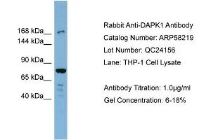 Image no. 1 for anti-Death-Associated Protein Kinase 1 (DAPK1) (N-Term) antibody (ABIN2787598)