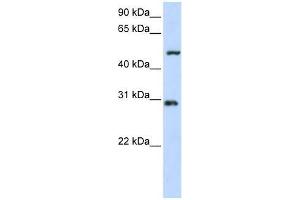 Image no. 1 for anti-Zinc Finger Protein 138 (ZNF138) (N-Term) antibody (ABIN928177)