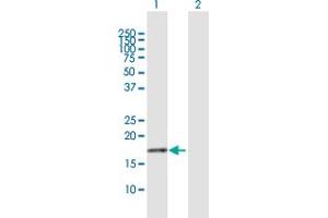 Western Blot analysis of NDUFB7 expression in transfected 293T cell line by NDUFB7 MaxPab polyclonal antibody.