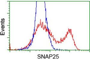 Image no. 6 for anti-Synaptosomal-Associated Protein, 25kDa (SNAP25) antibody (ABIN1501017)