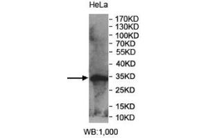 Image no. 1 for anti-Phosphatidic Acid Phosphatase Type 2 Domain Containing 1A (PPAPDC1A) (AA 89-149) antibody (ABIN1856403)