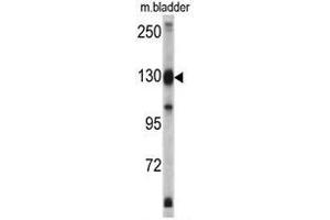 Image no. 1 for anti-Exportin 1 (XPO1) (C-Term) antibody (ABIN453470)