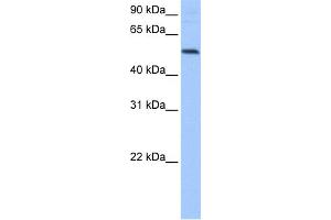 Image no. 1 for anti-G-Rich RNA Sequence Binding Factor 1 (GRSF1) (Middle Region) antibody (ABIN2778788)