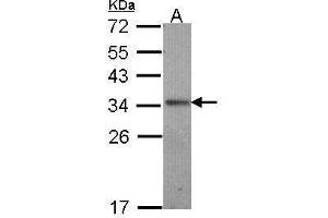 Image no. 3 for anti-Interleukin 24 (IL24) (C-Term) antibody (ABIN2856609)
