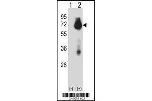 Image no. 3 for anti-Baculoviral IAP Repeat Containing 3 (BIRC3) (AA 59-88), (N-Term) antibody (ABIN657941)