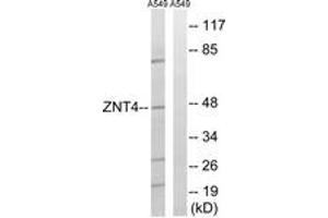 Image no. 1 for anti-Solute Carrier Family 30 (Zinc Transporter), Member 4 (SLC30A4) (AA 71-120) antibody (ABIN1535486)