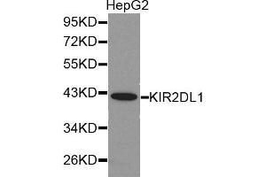 Image no. 1 for anti-Killer Cell Immunoglobulin-Like Receptor, Two Domains, Long Cytoplasmic Tail, 1 (KIR2DL1) antibody (ABIN3022408)