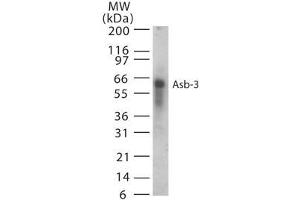 Image no. 1 for anti-Ankyrin Repeat and SOCS Box-Containing 3 (ASB3) (AA 63-75) antibody (ABIN232827)