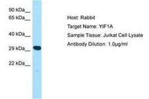 anti-Yip1 Interacting Factor Homolog A (YIF1A) (AA 25-74) antibody