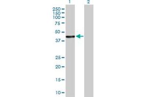 Western Blot analysis of HSDL2 expression in transfected 293T cell line by HSDL2 MaxPab polyclonal antibody.