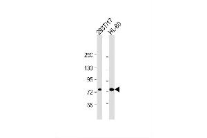 Image no. 2 for anti-ATP-Binding Cassette, Sub-Family D (Ald), Member 1 (ABCD1) (AA 257-285) antibody (ABIN654412)