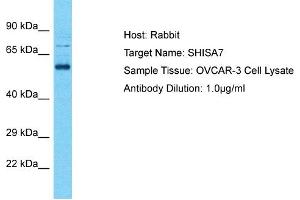 Image no. 1 for anti-Shisa Homolog 7 (SHISA7) (Middle Region) antibody (ABIN2792000)
