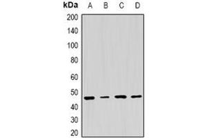 Image no. 2 for anti-Proteasome (Prosome, Macropain) 26S Subunit, ATPase, 5 (PSMC5) (full length) antibody (ABIN6004870)
