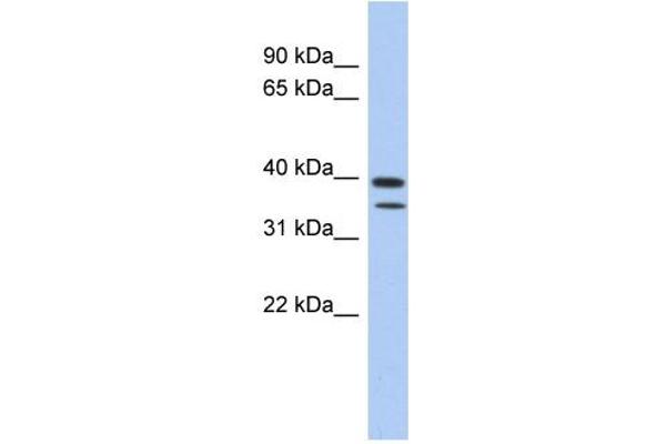 C4ORF23 Antikörper  (N-Term)