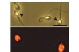 Image no. 4 for anti-Izumo Sperm-Egg Fusion 1 (IZUMO1) antibody (ABIN2452041)