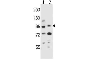 Image no. 6 for anti-Aryl Hydrocarbon Receptor (AHR) (AA 555-582) antibody (ABIN3030025)