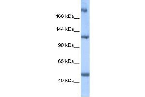 Image no. 1 for anti-APC Regulator of WNT Signaling Pathway 2 (APC2) (Middle Region) antibody (ABIN2784219)