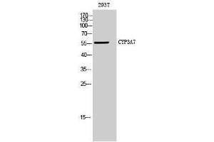 Image no. 1 for anti-Cytochrome P450, Family 3, Subfamily A, Polypeptide 7 (CYP3A7) (Internal Region) antibody (ABIN3184198)