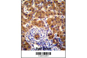Image no. 2 for anti-NRBP2 (NRBP2) (AA 454-482), (C-Term) antibody (ABIN5537222)
