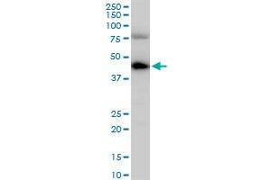 Image no. 1 for anti-COP9 Signalosome Complex Subunit 3 (COPS3) (AA 324-422) antibody (ABIN563673)