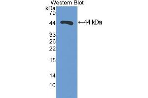 Image no. 1 for anti-Dolichyl-diphosphooligosaccharide--Protein Glycosyltransferase (DDOST) (AA 29-412) antibody (ABIN1077977)