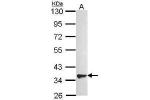 WB Image Sample (30 ug of whole cell lysate) A: A549 10% SDS PAGE antibody diluted at 1:1000