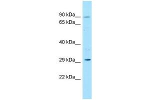 Image no. 1 for anti-Forkhead Box K1 (Foxk1) (N-Term) antibody (ABIN2780602)
