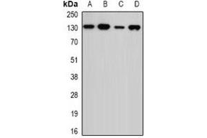 Image no. 3 for anti-Ubiquitin Specific Peptidase 7 (Herpes Virus-Associated) (USP7) antibody (ABIN2967139)