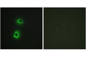 Image no. 2 for anti-TRAF3 Interacting Protein 3 (TRAF3IP3) (AA 251-300) antibody (ABIN1534491)