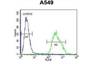 Image no. 1 for anti-Paralemmin 3 (PALM3) (AA 553-582), (C-Term) antibody (ABIN953982)