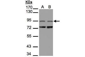 Image no. 2 for anti-PITPNM Family Member 3 (PITPNM3) (C-Term) antibody (ABIN2856567)