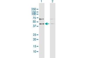 Image no. 2 for anti-GA Repeat Binding Protein, beta 1 (GABPB1) (AA 1-395) antibody (ABIN515892)