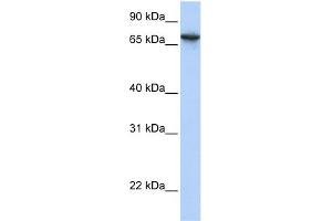 Image no. 1 for anti-Abhydrolase Domain Containing 16A (ABHD16A) (N-Term) antibody (ABIN2783825)