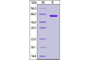 Image no. 2 for CD2 (CD2) (AA 25-209) (Active) protein (Fc Tag) (ABIN6952275)