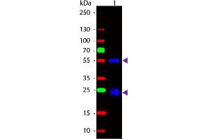Image no. 1 for Goat anti-Rabbit IgG (Heavy & Light Chain) antibody (FITC) - Preadsorbed (ABIN101988)