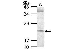 WB Image Sample (30 ug of whole cell lysate) A: 293T 12% SDS PAGE antibody diluted at 1:500