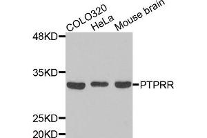 Image no. 1 for anti-Protein tyrosine Phosphatase, Receptor Type, R (PTPRR) antibody (ABIN1874470)