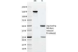 Image no. 1 for anti-CD9 (CD9) antibody (ABIN6941084)