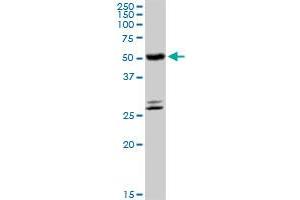 Image no. 3 for anti-Cytochrome P450, Family 4, Subfamily B, Polypeptide 1 (CYP4B1) (AA 1-512) antibody (ABIN949996)