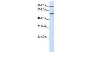 WDR34 Antikörper  (AA 434-483)