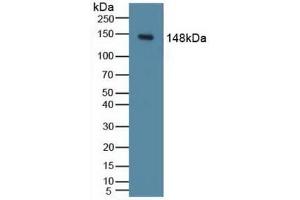 PIK3CD antibody  (AA 774-1044)