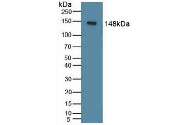 PIK3CD antibody  (AA 774-1044)