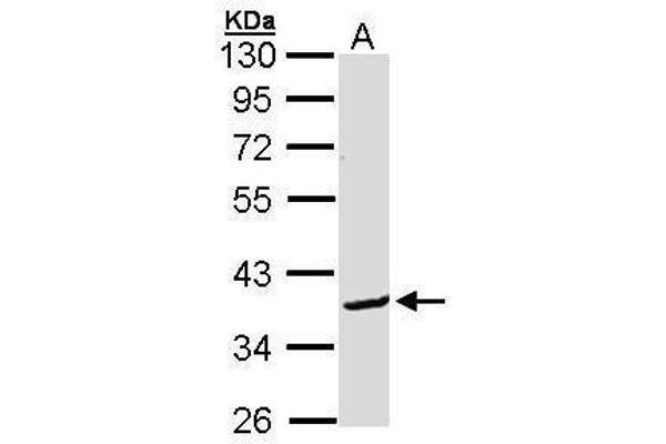 BCL2L12 antibody  (C-Term)