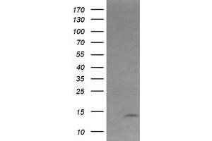 Image no. 2 for anti-Keratin Associated Protein 2-4 (KRTAP2-4) (AA 1-128) antibody (ABIN1490568)
