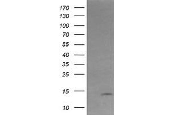 KRTAP2-4 antibody  (AA 1-128)